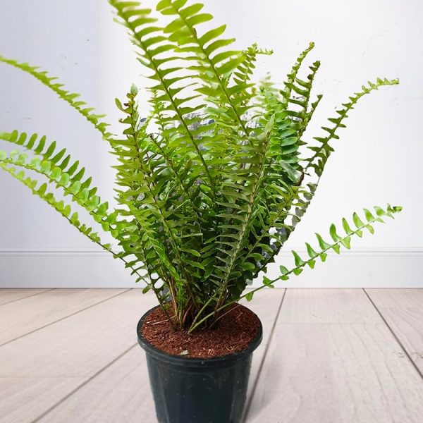 Fern Plant