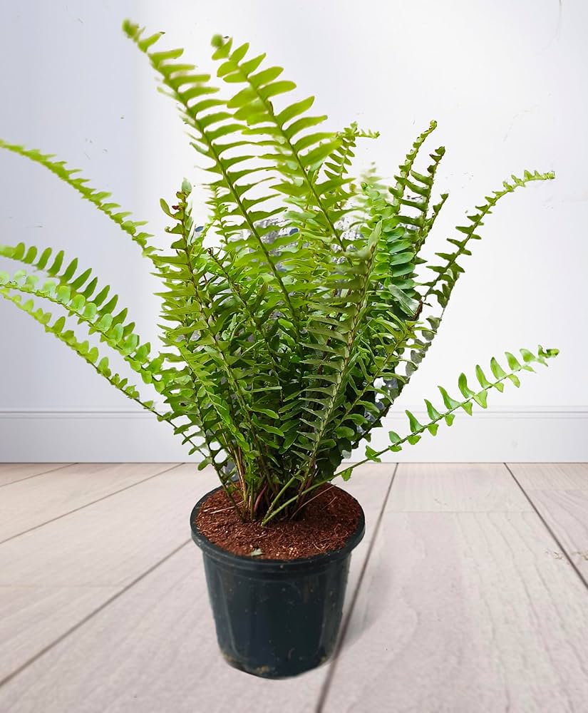 Farn plant Fern Plant - Image 1