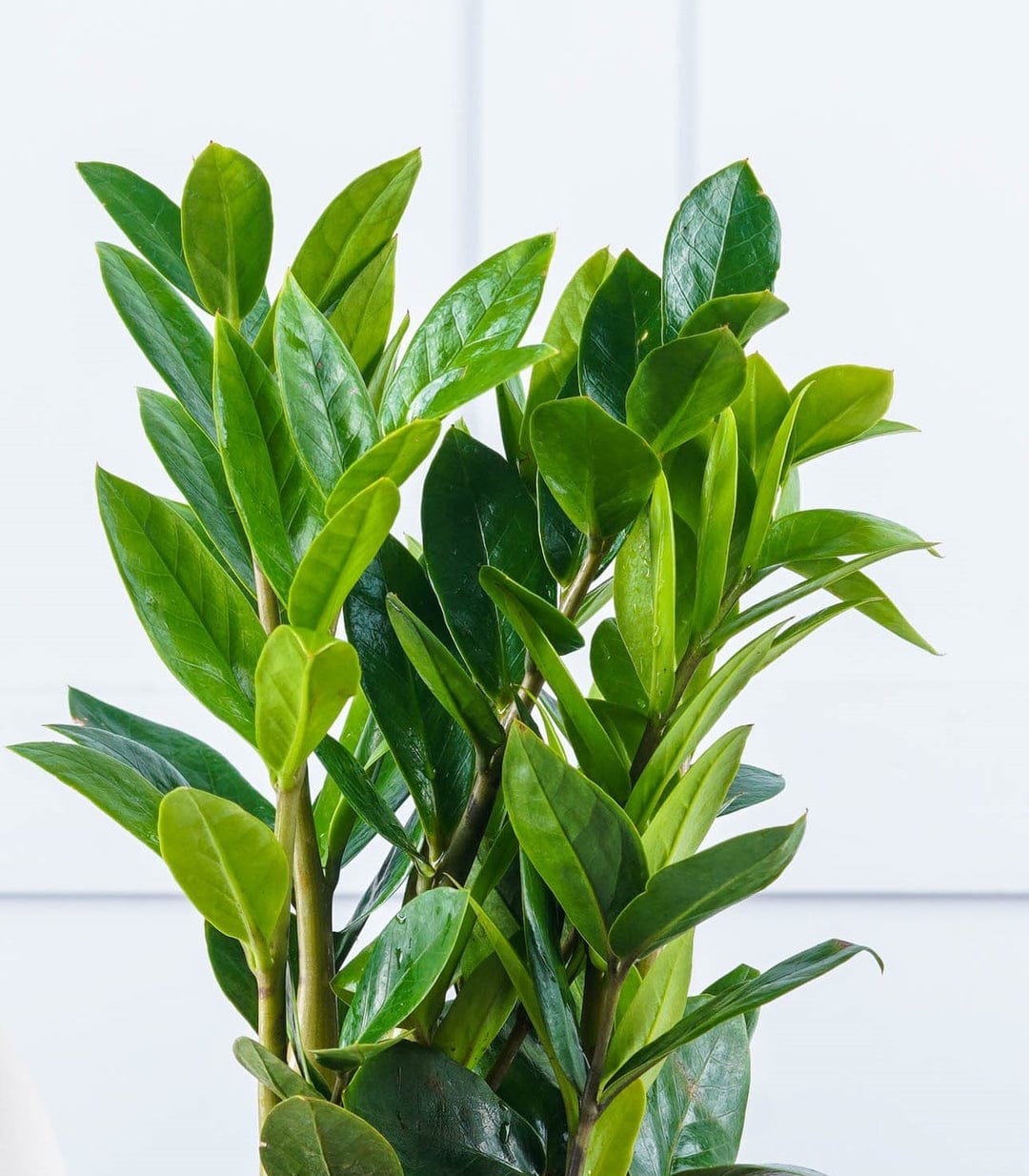 Jiji Plant Jiji Plant - Image 1